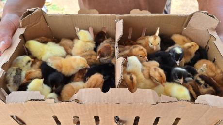 Chicks bound for Maridi 