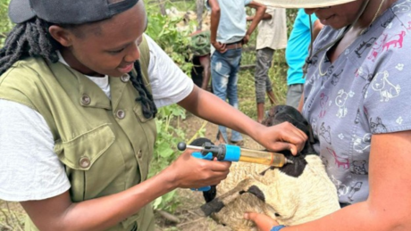 Animal being treated