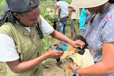 Animal being treated
