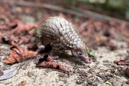 A pangolin