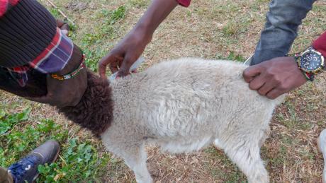 Dr Mwaura administering treatment for the swollen joint.