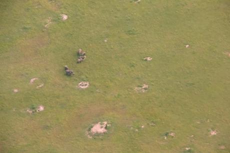 Elephants in Keekorok, south-west Kenya are close to the airstrip (credit: Mark Hewes)