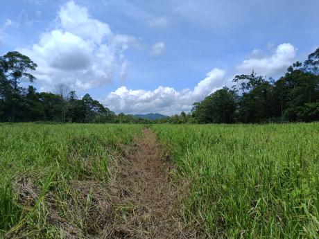 Hauna airstrip view from on the ground