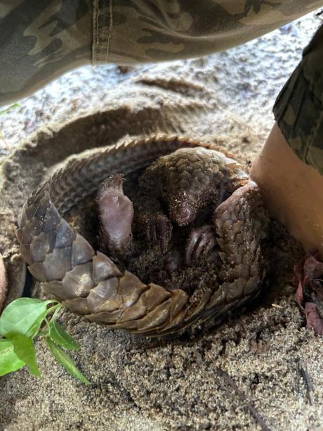 A pangolin