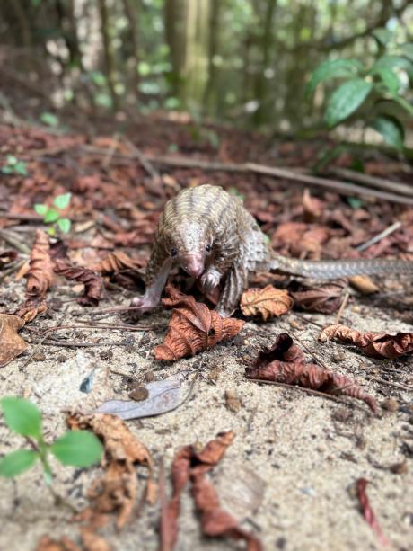 A pangolin