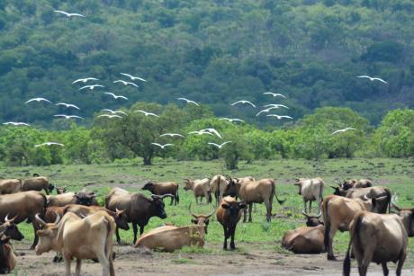 Middle Bafing National Park